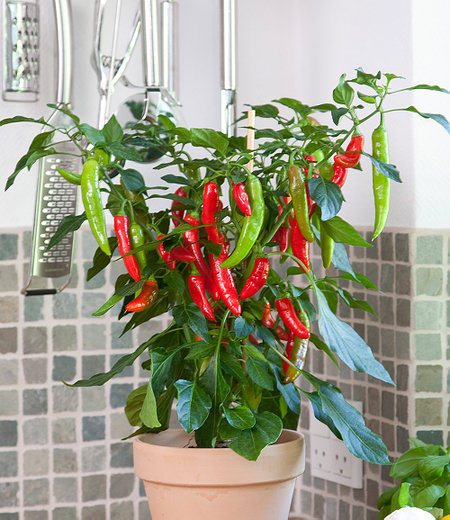 BIO Roter Zwerg-Chili 1 Pflanze Capsicum