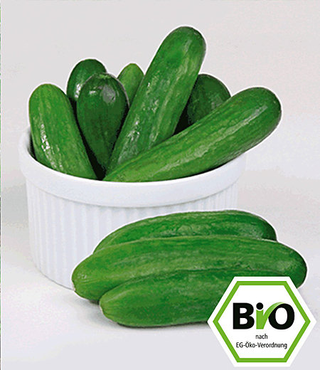 BIO-Snackgurke 'Rocky' F1,2 Pflanzen BIO Gurkenpflanze