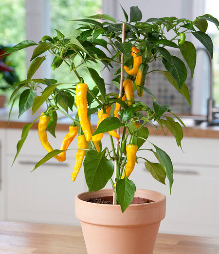 BIO-Zitronen-Chili 1 Pflanze Capsicum