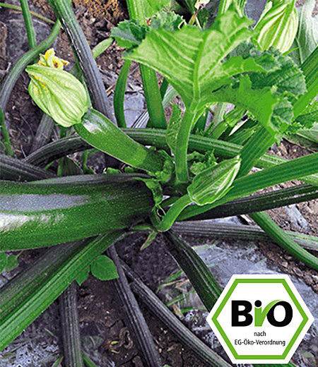 BIO-Zucchini 'Kimber' F1,2 Pflanzen BIO Zucchinipflanze