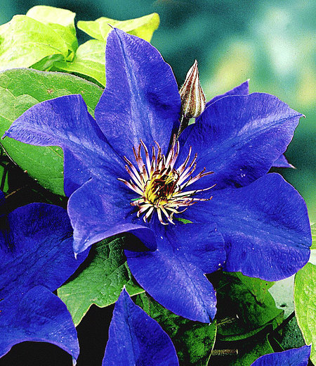 Blaue Clematis "The President",1 Pflanze