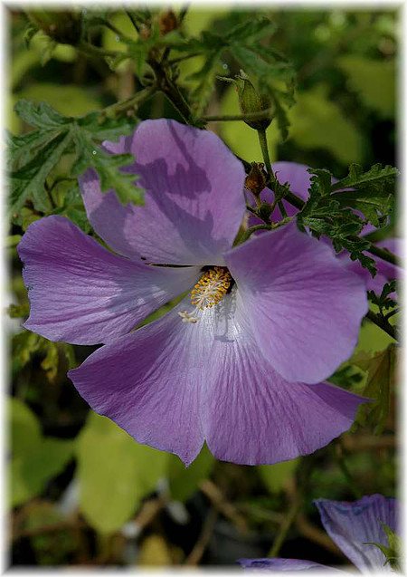 Blauer Hibiscus Alyogyne hakeifolia ´Melissa Anne`