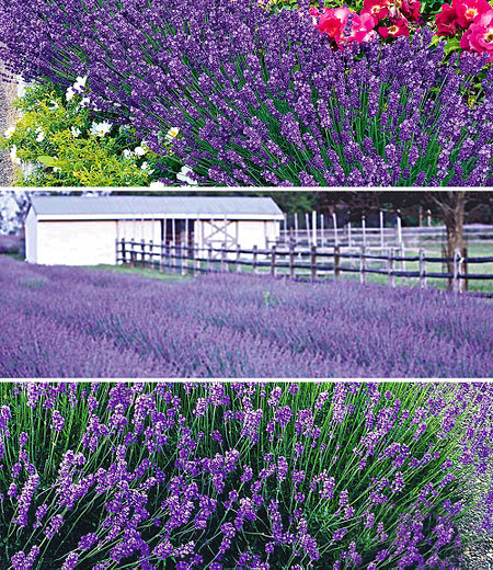 Blauer Lavendel-Mix,9 Pflanzen
