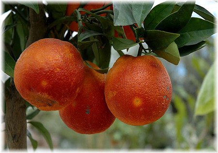 Blutorange Citrus sinensis ´Sanguinello`