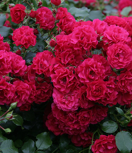 Bodendecker-Rose "Gärtnerfreude®",1 Pflanze