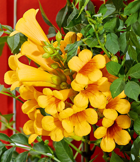Campsis "Golden Trumpet",1 Pflanze