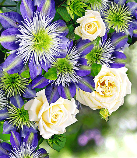 Clematis "Crystal Fountain TM Fairy Blue" & Rose "Blanche Colombe®"