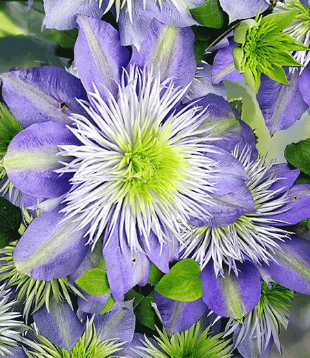 Clematis "Crystal Fountain TM",1 Pflanze