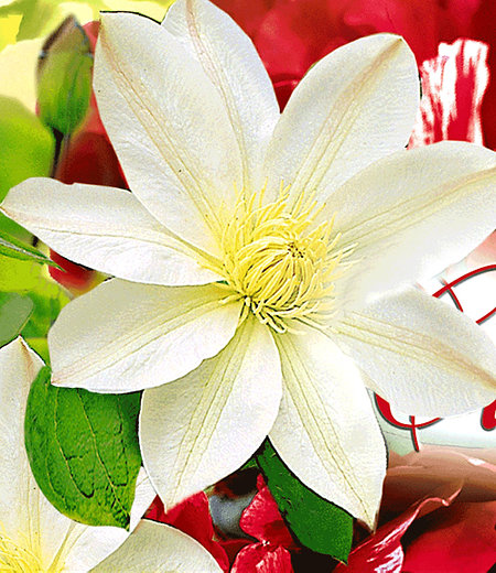 Clematis "Madame Le Coultre",1 Pflanze