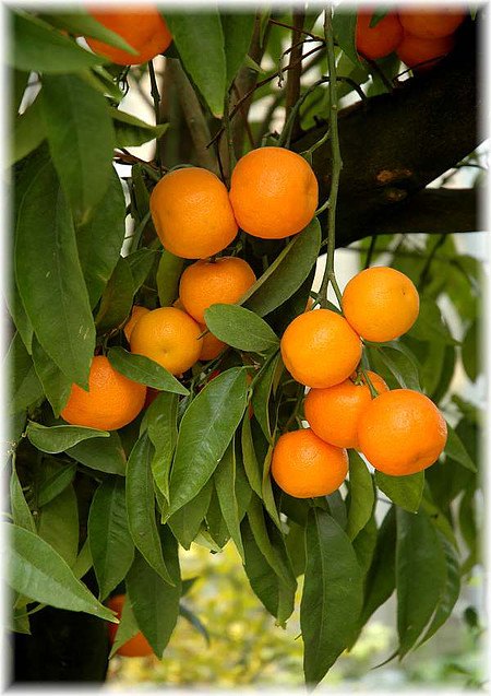 Clementine Citrus clementina