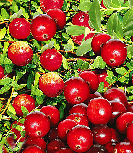 Cranberry-Beere,3 Pflanzen