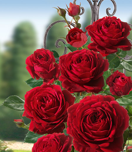 Delbard Kletter-Rose "Messire Delbard®",1 Pflanze