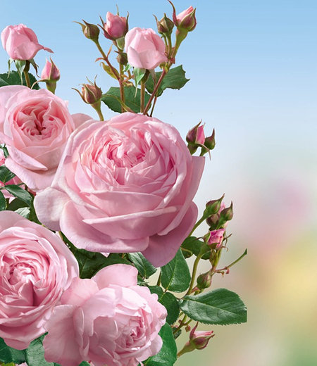 Delbard Kletter-Rose "Nahéma®",1 Pflanze