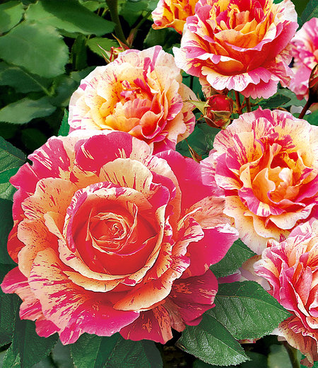 Delbard Maler-Rose® "Claude Monet®",1 Pflanze