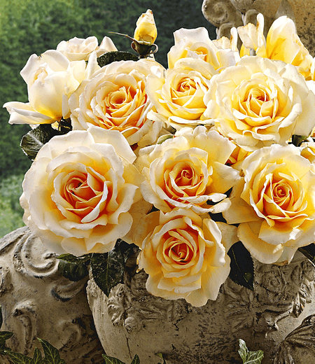 Delbard Parfum-Rose "Angie®",1 Pflanze