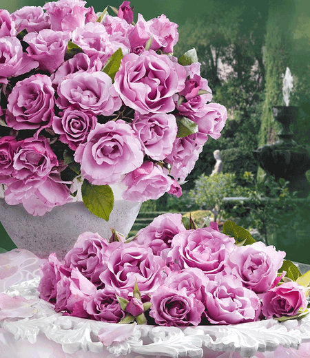 Delbard Parfum-Rose "Dioressence®",1 Pflanze