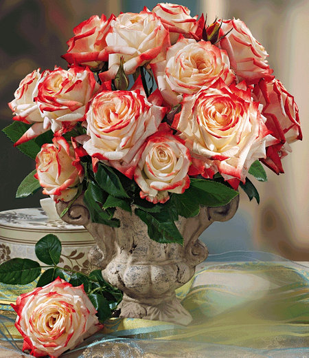 Delbard Parfum-Rose "Impératrice Farah®",1 Pflanze