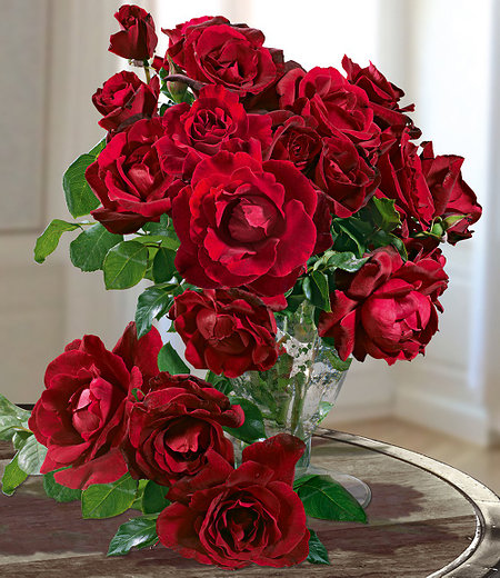Delbard Parfum-Rose "Le Rouge et le Noir®",1 Pflanze