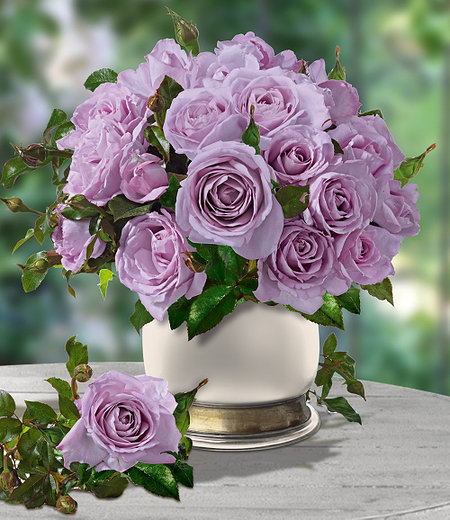 Delbard Parfum-Rose "Mamy Blue®",1 Pflanze