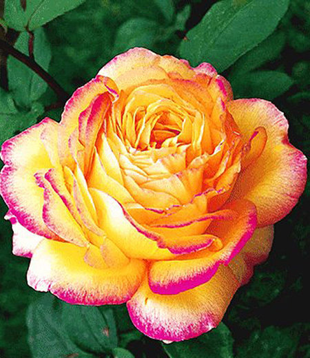 Delbard Parfum-Rose "Mitsouko®",1 Pflanze