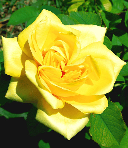 Delbard Parfum-Rose "Président A. Zinsch®",1 Pflanze