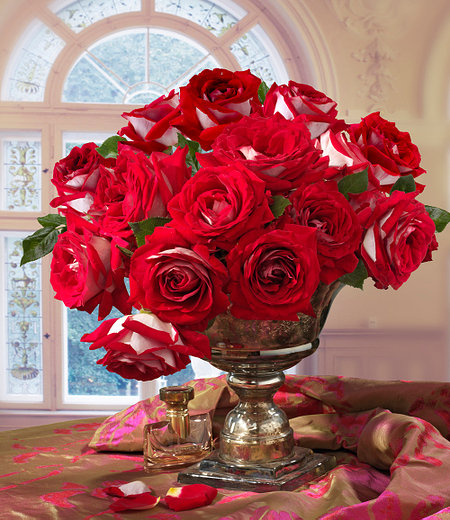 Delbard Rose der Liebe "Château de Versailles®",1 Pflanze
