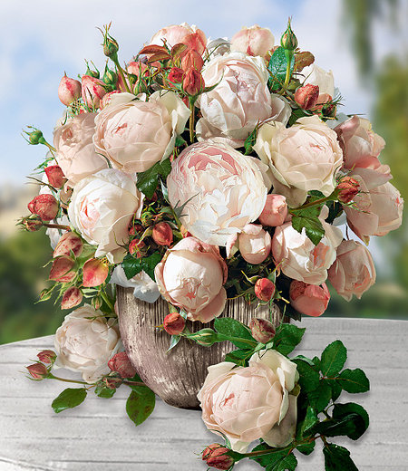 Delbard Rose der Liebe "Madame Figaro®",1 Pflanze