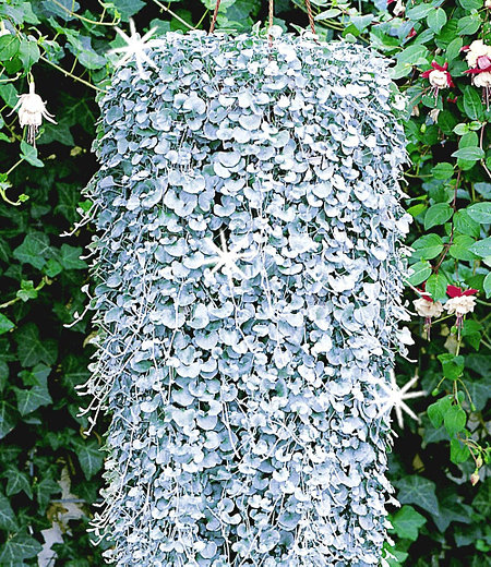 Dichondra "Silver Falls",3 Pflanzen Hängepflanze für Balkon
