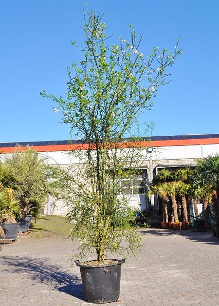 Dreiblättrige Orange (Bitterorange) - Poncirus trifoliata