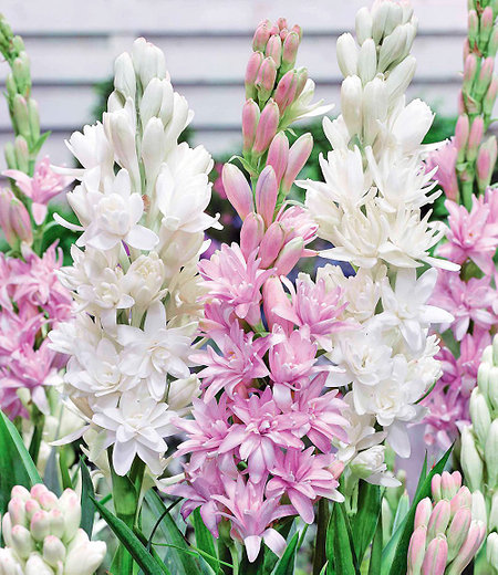 Duft-Tuberose The Pearl & PinkSaphier 3 Knollen