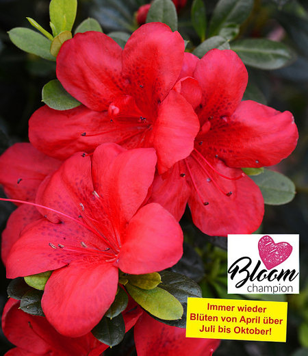 Durchblühende Azalee "Bloom Champion" rot, 1 Pflanze