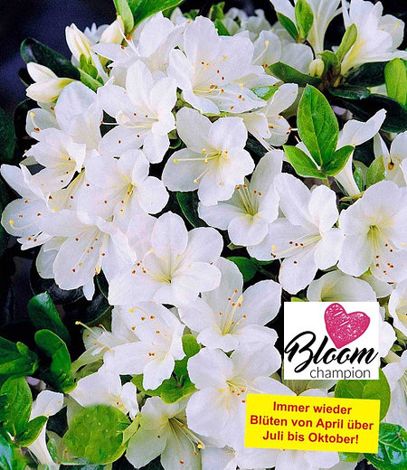 Durchblühende Azalee "Bloom Champion" weiß, 1 Pflanze