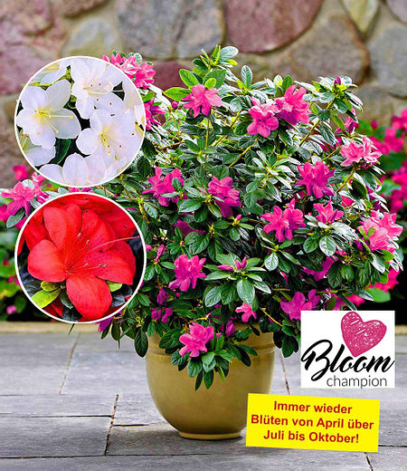 Durchblühende Azaleen "Bloom Champion" 3 Farben, 3 Pflanzen