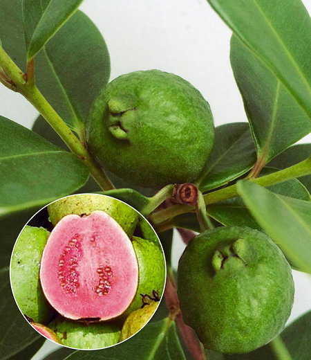 Echte Guave,1 Pflanze