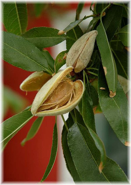 Echter Mandelbaum Prunus dulcis ´Supernova`