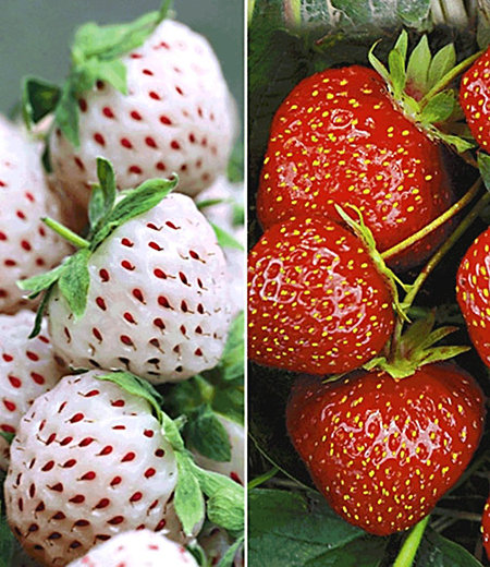Erdbeer-Raritäten "Sengana® Selektion & Natural White",9 Pflanzen