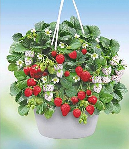 Erdbeerampel "Strawberry Fields",1 Set