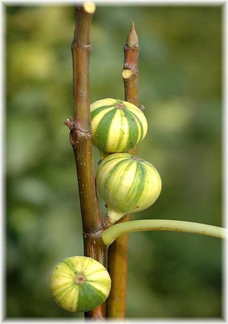 Feige Ficus carica ´Variegata` (gestreifte Früchte)