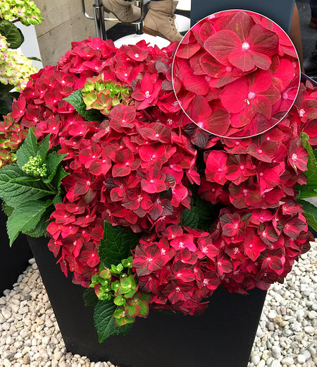Freiland-Hortensie "Ruby Tuesday®" 12 cm Topf,1 Pflanze