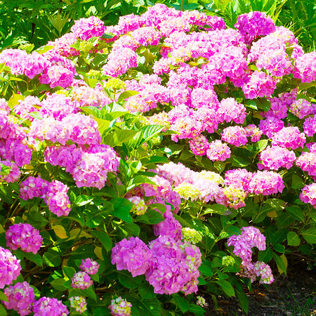 Freiland-Hortensien-Hecke "Pink-rosé",3 Pflanzen