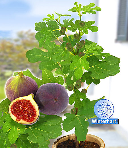 Frucht-Feige "Rouge de Bordeaux" klein,1 Pfl. Ficus carica Feigenbaum