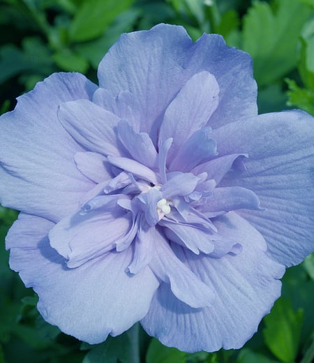 Gefüllter Hibiskus "Chiffon®" blau,1 Pflanzen