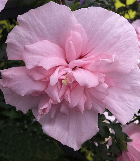 Gefüllter Hibiskus "Chiffon®" pink,1 Pflanze