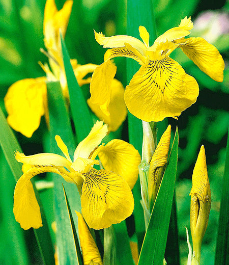 Gelbe Schwertlilie (Iris pseudacorus),3 Pflanzen Wasserpflanze