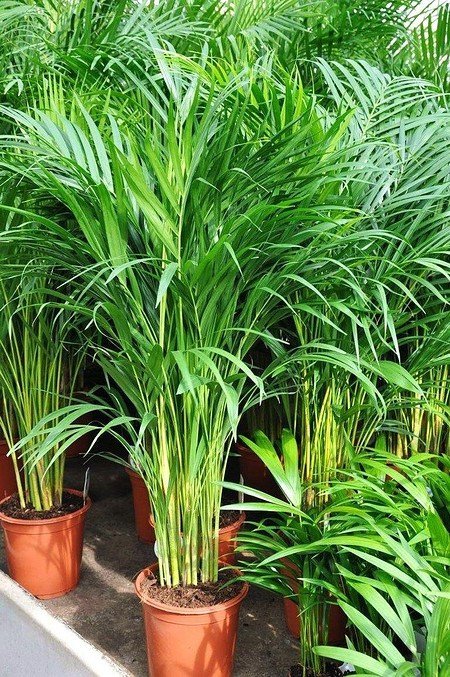 Goldfruchtpalme - Areca - Dypsis lutescens