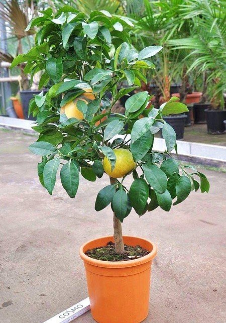 Grapefruitbaum (Pampelmuse, Pomelo)