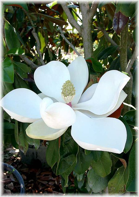 Großblütige Magnolie Magnolia grandiflora