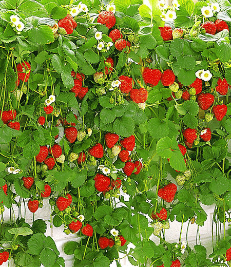Hänge-Erdbeere "Hummi®",3 Pflanzen