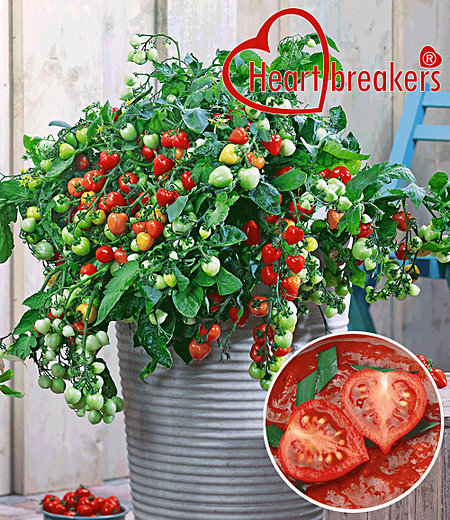Hänge-Tomate Heartbreakers® "Vallery" F1,2 Pfl. Tomatenpflanze hängend