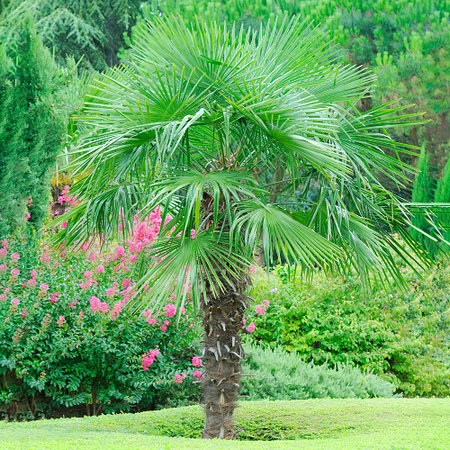 Hanf-Palme Trachycarpus fortunei